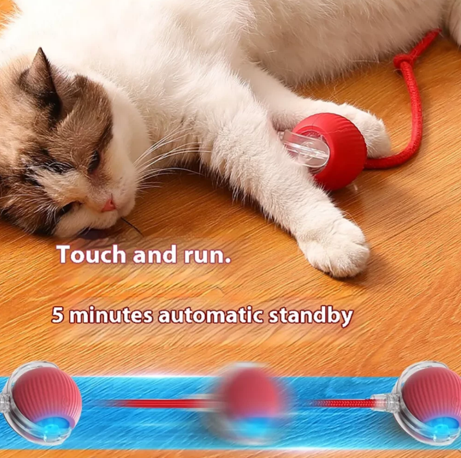 CATTY BALL
