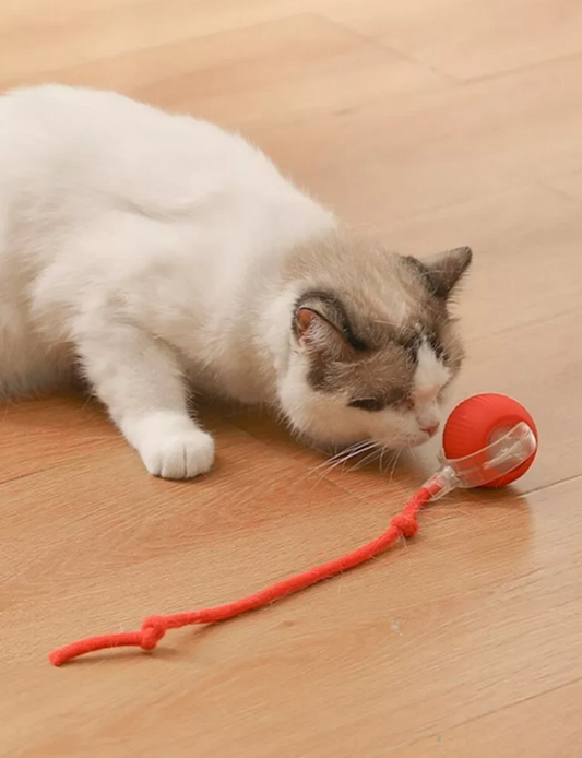 CATTY BALL